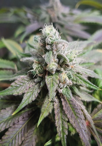 Pineapple Kush strain review, cannabis, marijuana, weed, pot, plant