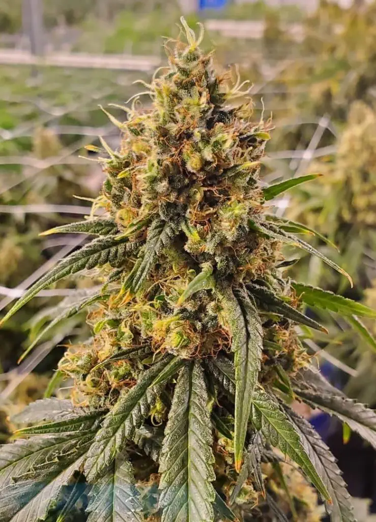 Super Silver Haze strain review, cannabis, weed, marijuana, plant