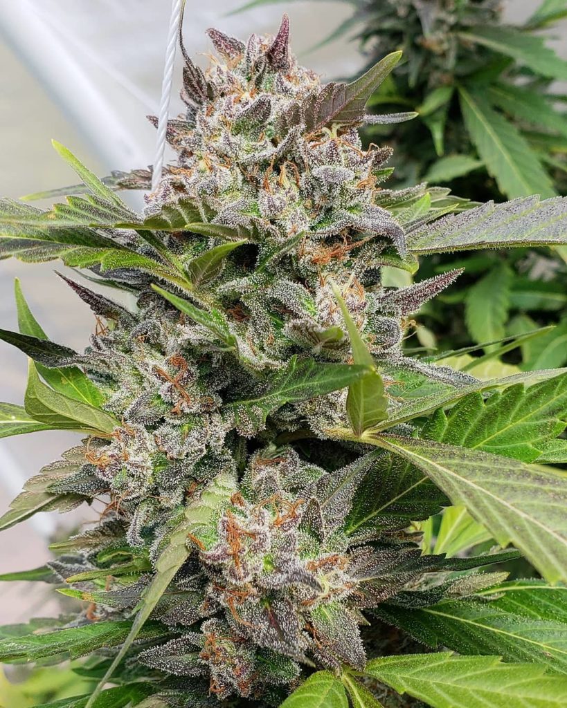 Blueberry Headband strain review, cannabis, weed, marijuana, pot, plant