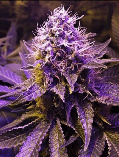 Purple Haze Strain Review & Growing Info, ,arijuana, weed, cannabis seeds, Sensi Seeds, ILGM