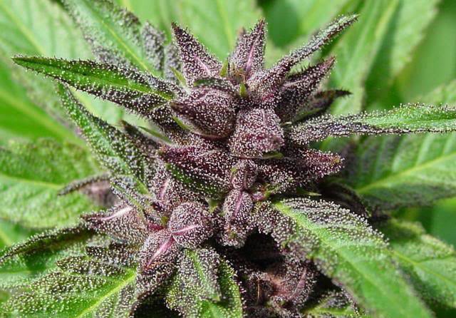 purple-haze-feminized strain review grow weed flower online