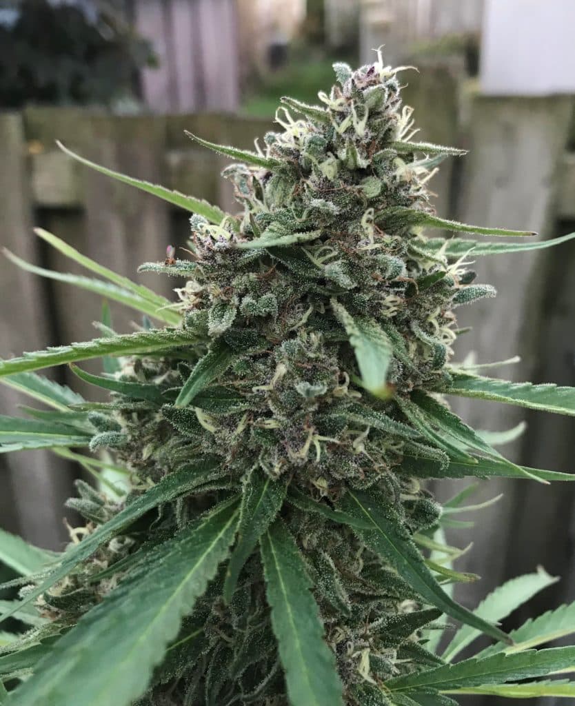 King Tut strain review, tutankhamon, cannabis, marijuana, weed, pot, plant