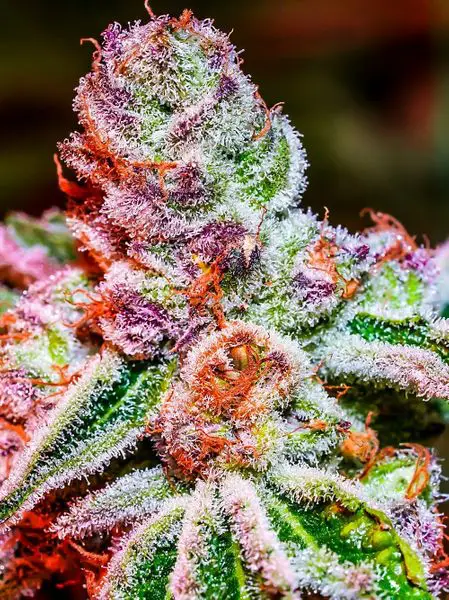 Strawnana strain review, cannabis, marijuana, weed, pot, plant