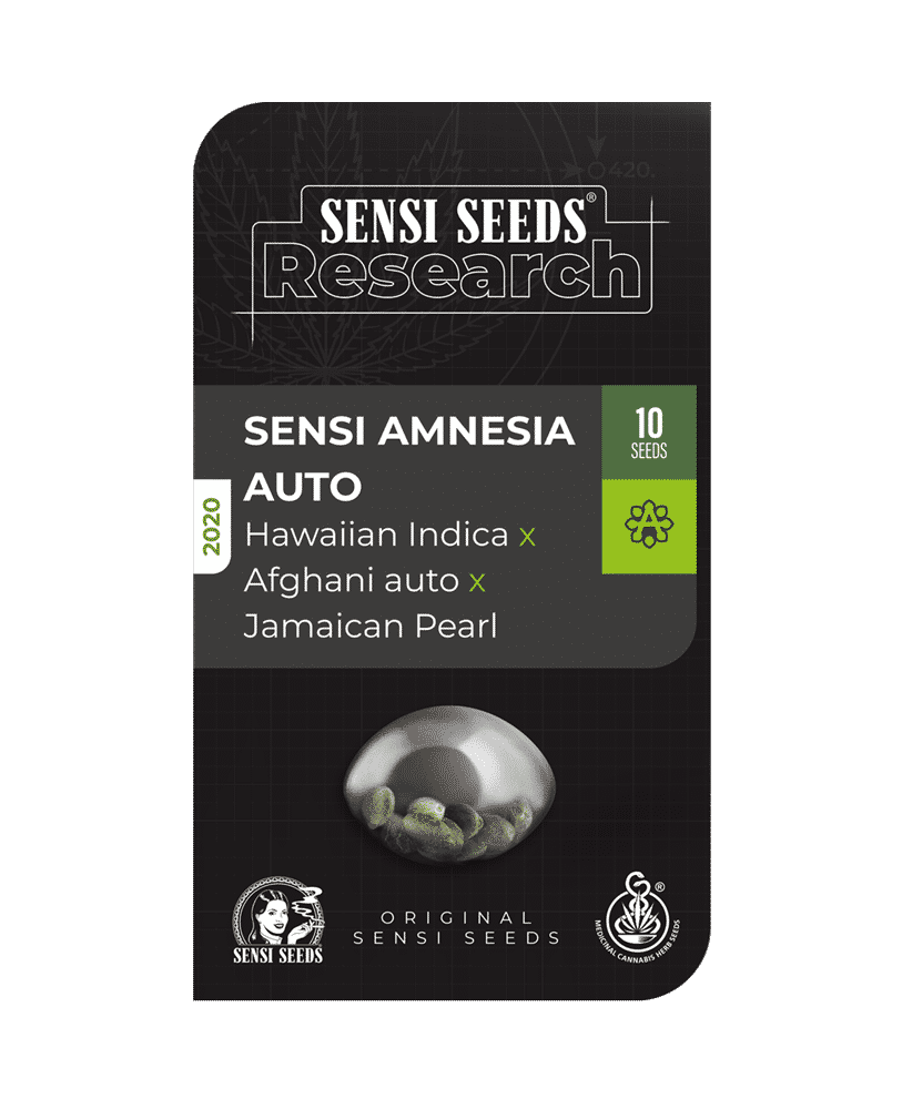 Sensi Amnesia Auto strain review, cannabis, marijuana, weed, pot, sensi seeds