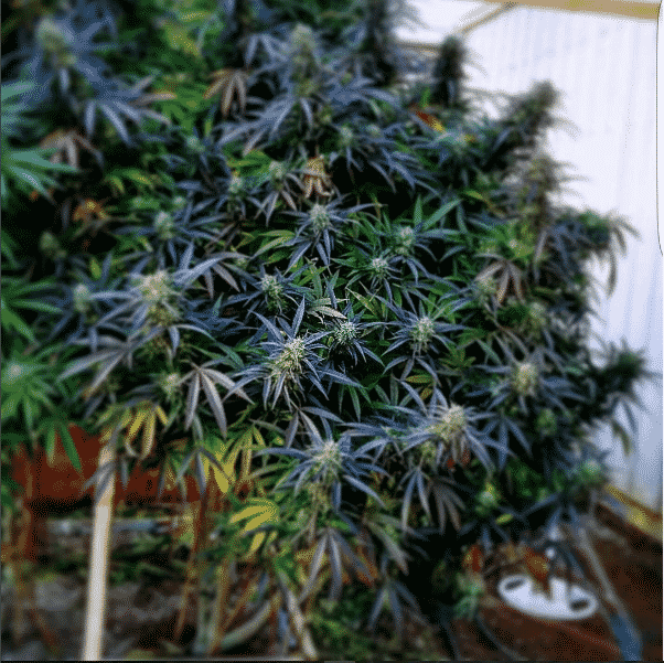 Sasquatch Sap strain review, bigfoot, yeti, cannabis, weed, marijuana, pot, plant