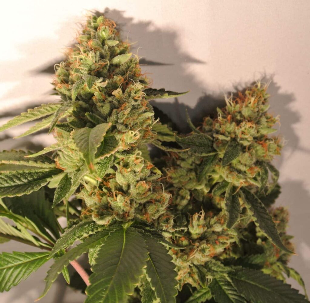 Skywalker Strain Review & Growing Guide | Learn Everything About ...