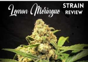 Lemon Meringue strain review marijuana cannabis grow flower