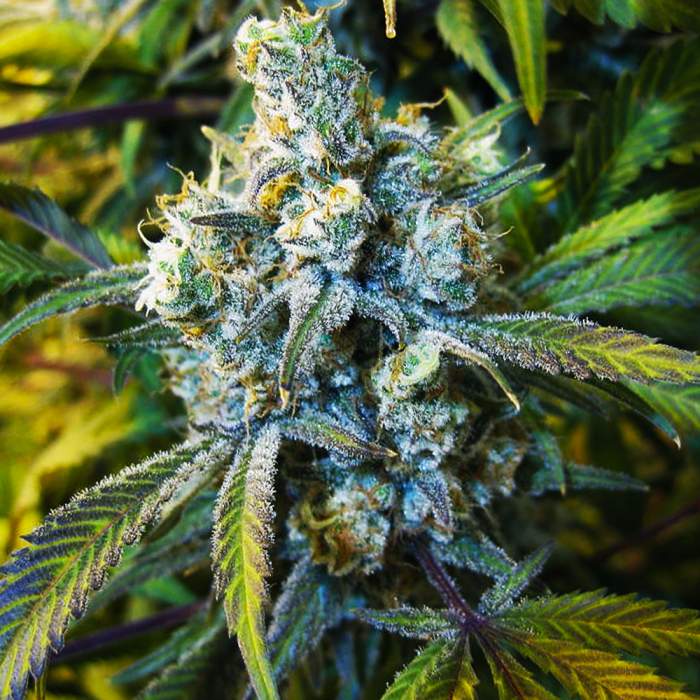 Super Silver Haze strain marijuana review – GetBudsLegalize.com