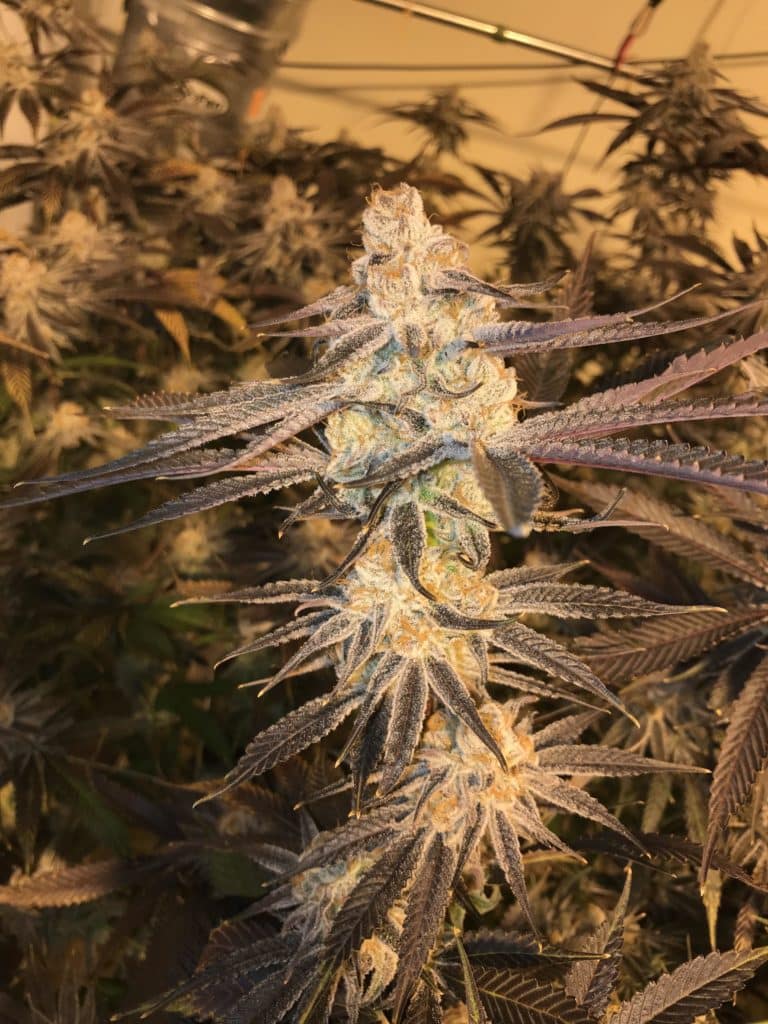 Purple Punch strain review, cannabis, weed, pot, marijuana