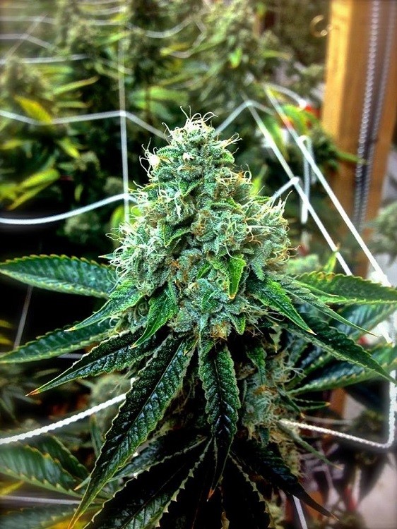 the-true-og strain review cannabis grow flower