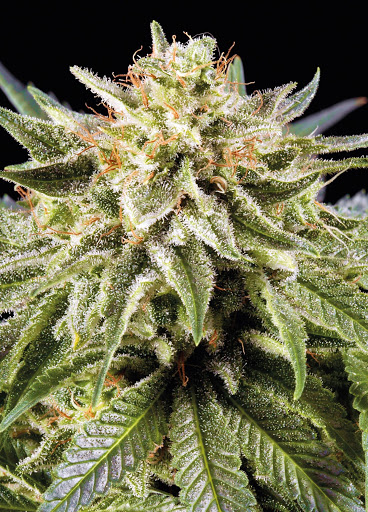 White Rhino Strain Review & Growing Guide – All You Need to Know ...