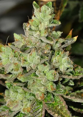 Jenny Kush strain review, cannabis, marijuana, weed, pot, plant