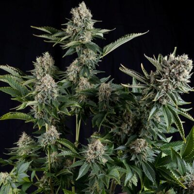 White Widow Strain Review & Growing Info, CANNABIS, MARIJUANA, WEED, SEEDS, ILGM, SENSI SEEDS