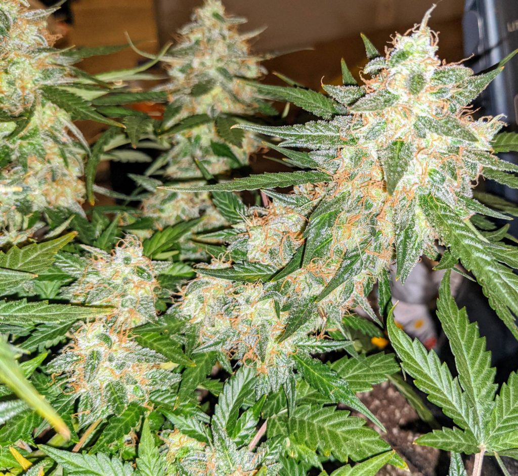 Cherry Kush Strain Review & Growing Guide | Learn Everything About ...