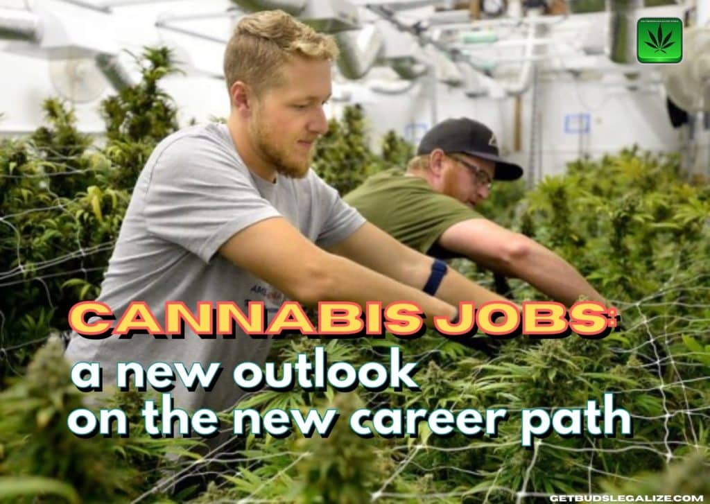 Cannabis jobs: a new outlook on the new career path, marijuana, weed, pot, plant, dispensary