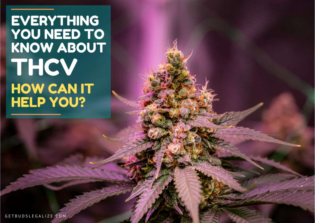 Everything You Need To Know About THCv: How Can It Help You? thc, cbd, cannabis, marijuana, weed, pot, oil plant medical