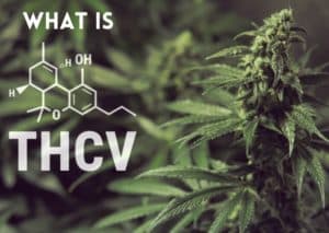 What Is THCv And Its Benefits – GetBudsLegalize.com