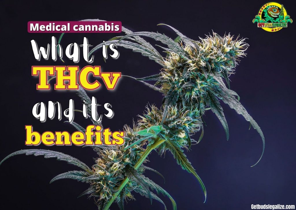 What Is THCv And Its Benefits – GetBudsLegalize.com