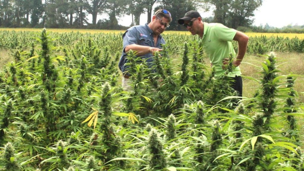 Marijuanas plantation