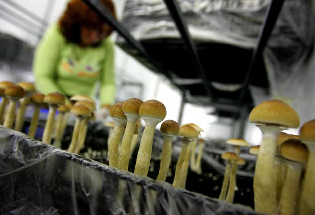 Magic-Mushroom legalized in california