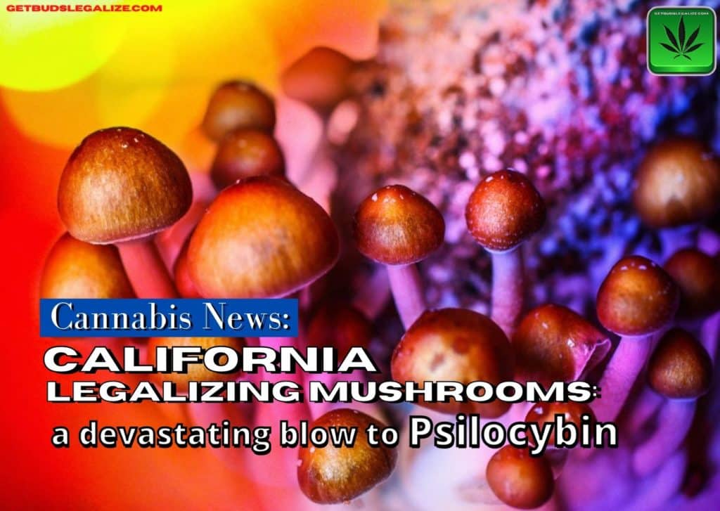 legalized mushrooms devastating California, magic mushroom, psycosibin, cannabis, weed, marijuana, pot