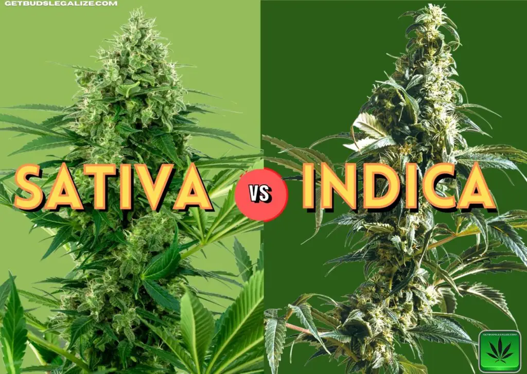 Sativa vs Indica Chart, strain, cannabis, marijuana, weed, pot