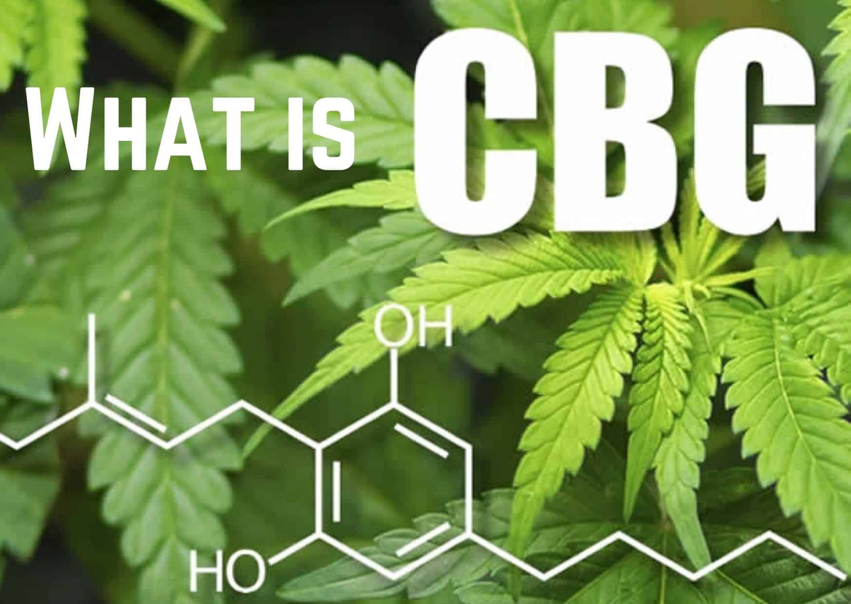 What is CBG oil and what's the potential? – GetBudsLegalize.com