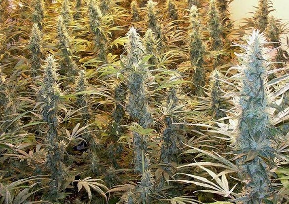 weed strain history haze cannabis flower