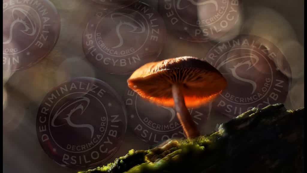 Magic-Mushroom legalized in california