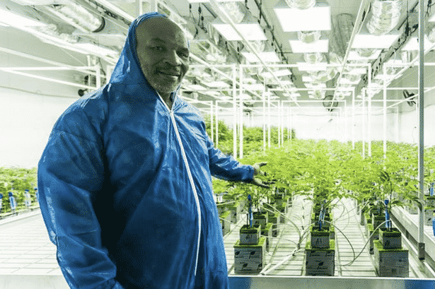 Mike Tyson Weed: a multi-million dollar empire