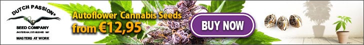 dutch passion feminized seeds