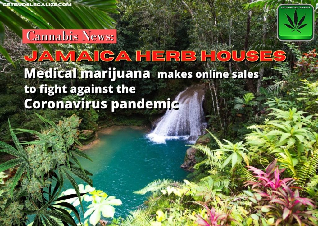 Capital de Jamaica "herb houses" coronavirus and cannabis, covid19, marijuana, weed, pot