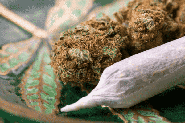 Legalization of Marijuana in Italy brings economic progression, cannabis job