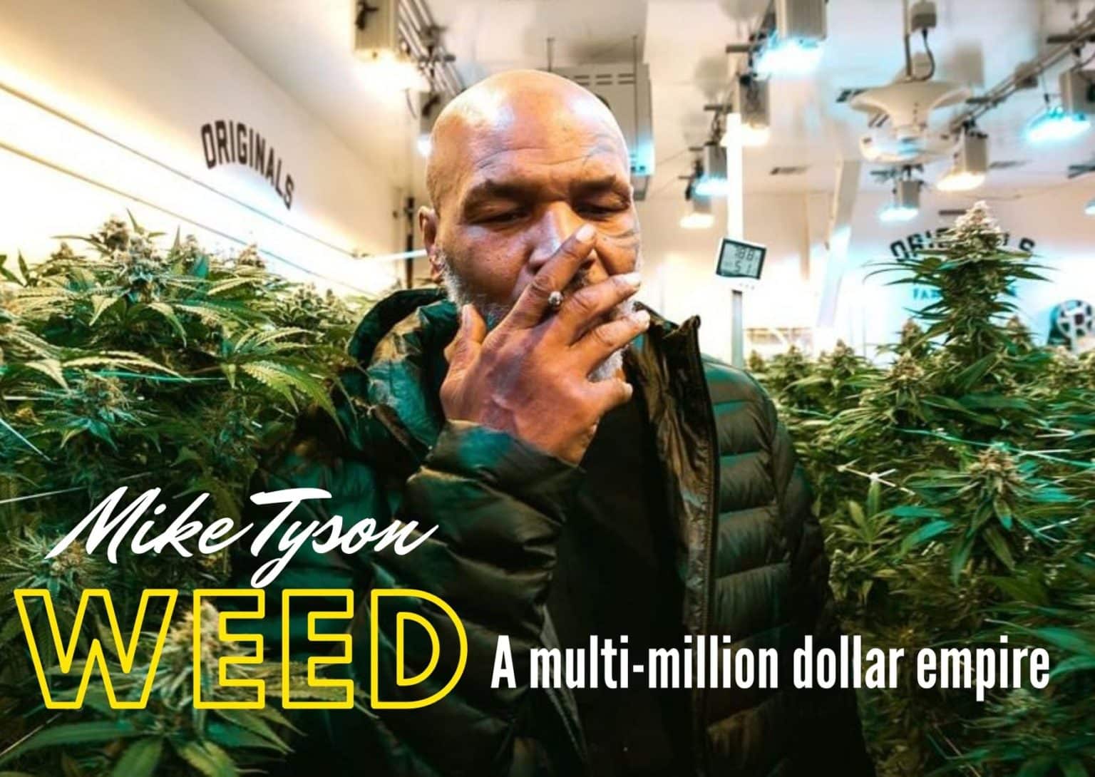 Mike Tyson Weed: A Multi-Million Dollar Empire - GetBudsLegalize.com