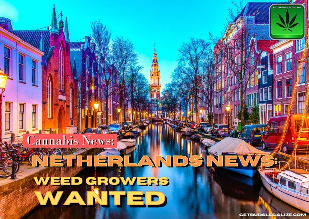 Netherlands News: Weed Growers wanted, Amsterdam, marijuana, cannabis, pot, plant