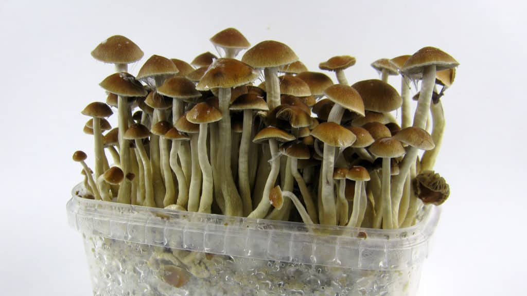 Denver legalizing mushrooms update in 2020