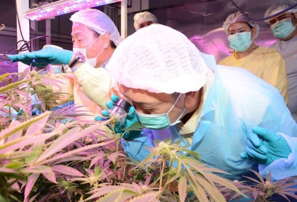 Thailand growing cannabis, rule