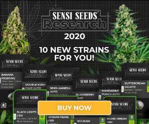 Sensi Seeds Research, cannabis seeds, marijuana, feminized, strain, automatic, autoflowering, super skunk