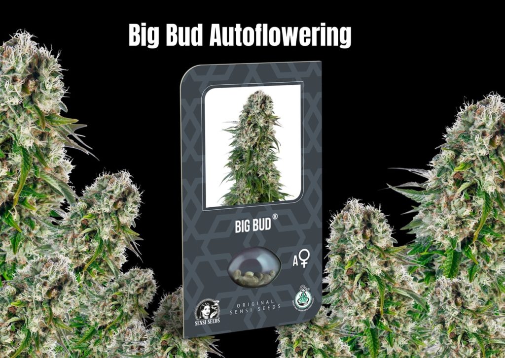 Big Bud Autoflowering, sensi seeds, cannabis, marijuana, weed, pot