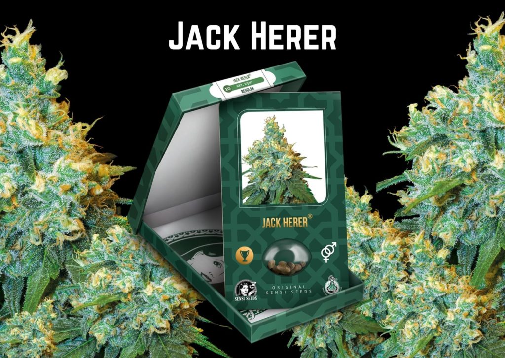 jack herer seeds, cannabis, marijuana,m weed, pot, sensi seeds