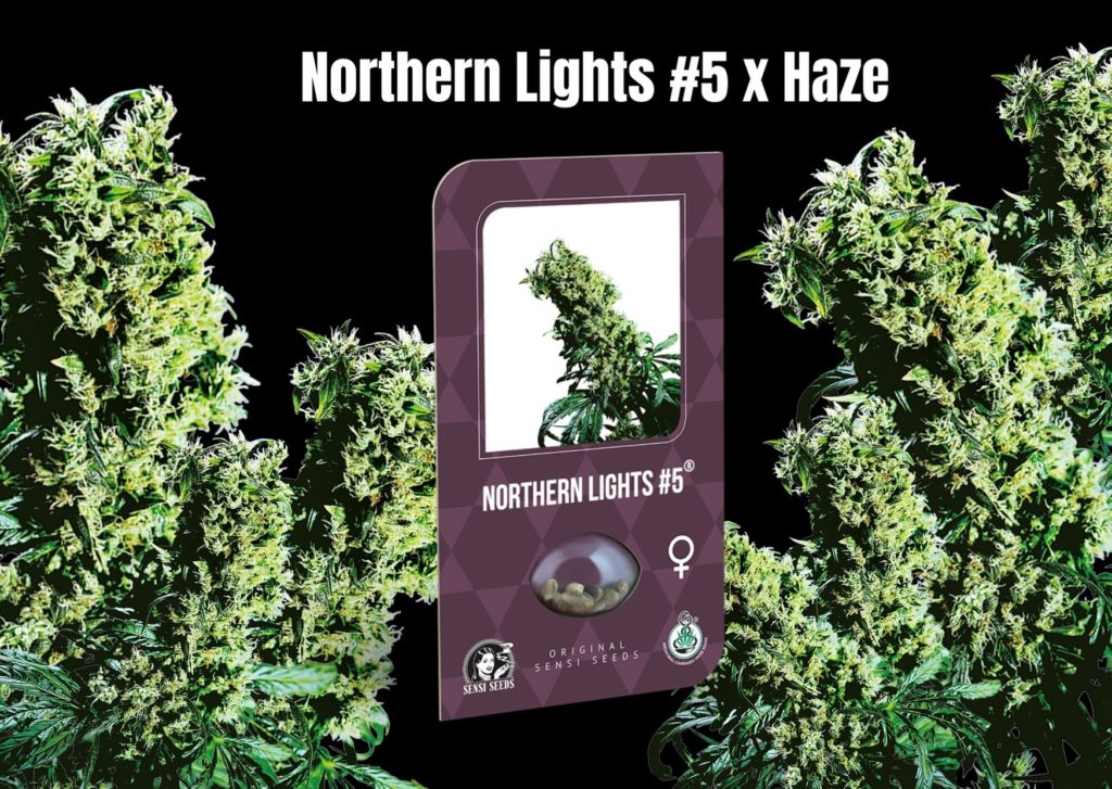 Northern Lights #5 x Haze, sensi seeds, cannabis, marijuana, weed, pot