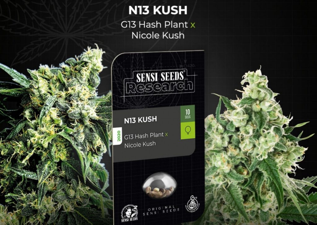 N13 Kush feminized seeds, cannabis, marijuana, weed, pot