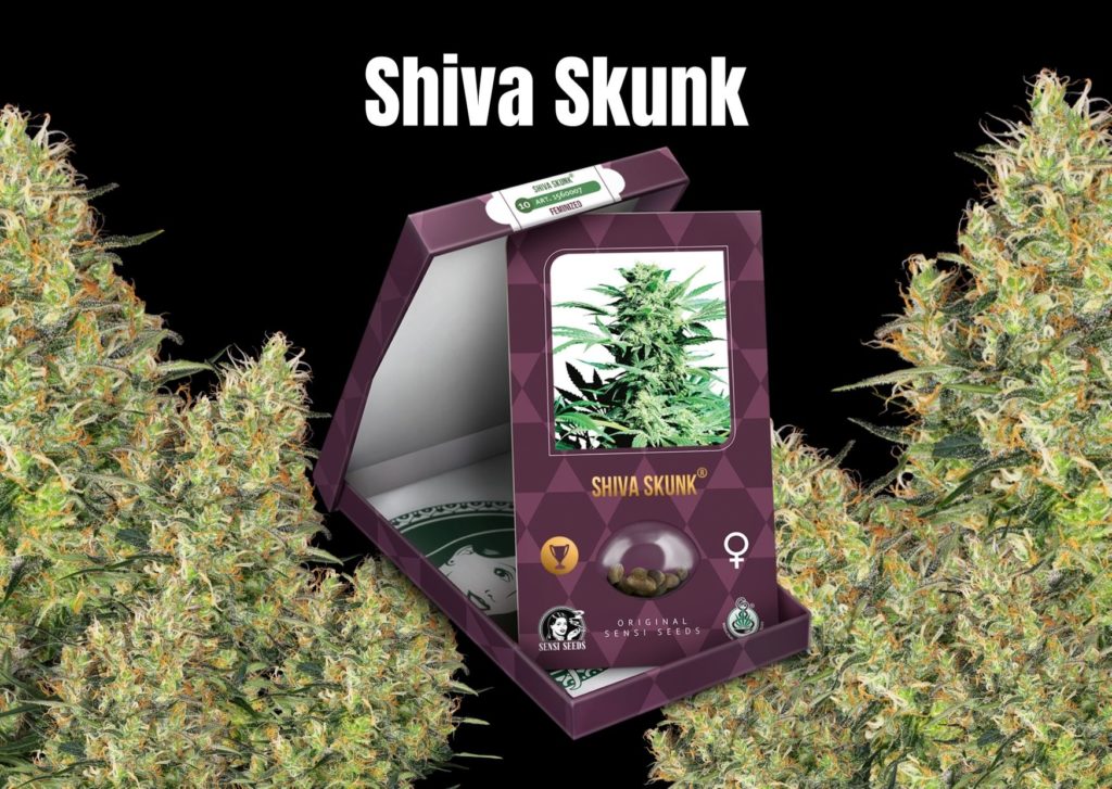 Shiva Skunk, sensi seeds, cannabis, marijuana, weed, pot