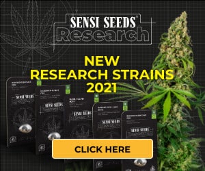 sensi seeds, cannabis, marijuana, weed, sale