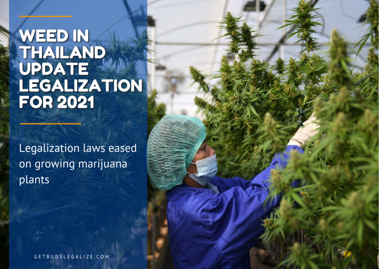 weed in Thailand, Cannabis, marijuana, pot, legalization, revolution, crop, asia cannabis, 2021