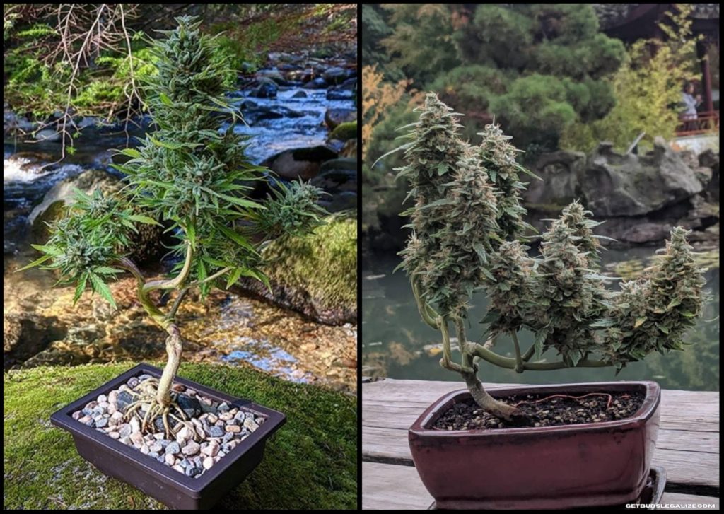 Weed Bonsai, the basics of growing creatively, cannabis, marijuana, weed, pot, canna bonsai, bonzai