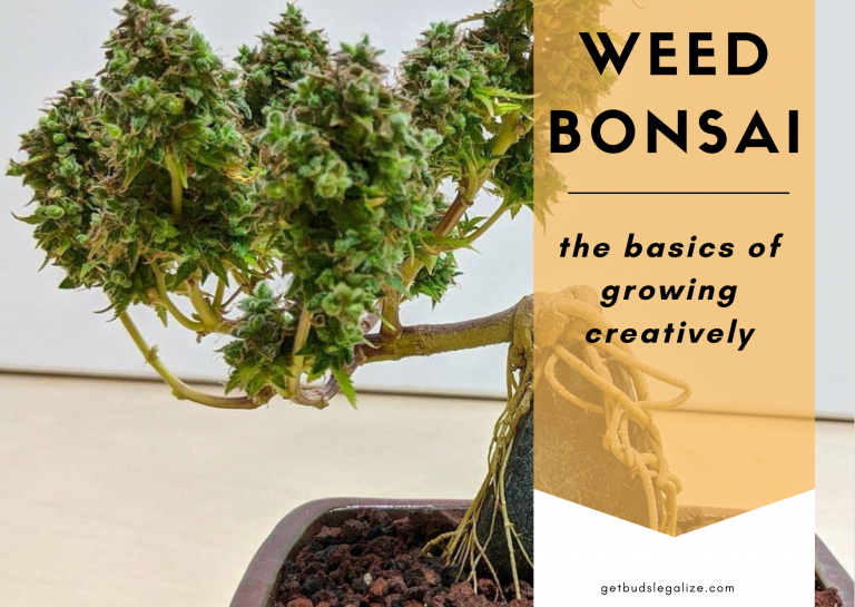 Weed Bonsai, the basics of growing creatively, cannabis, marijuana, weed, pot