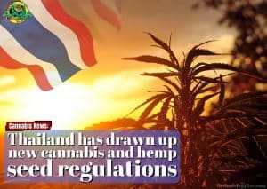 Thailand has drawn up new cannabis and hemp seed regulations, cannabis, marijuana, weed, pot, legalization, medical