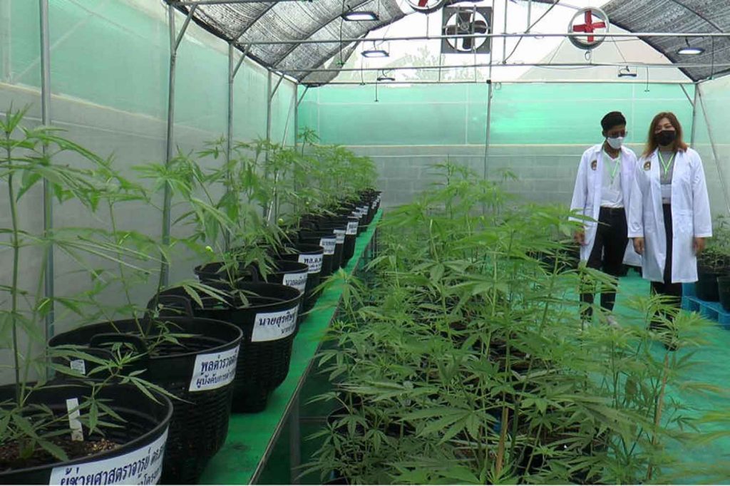 Thailand has drawn up new cannabis and hemp seed regulations