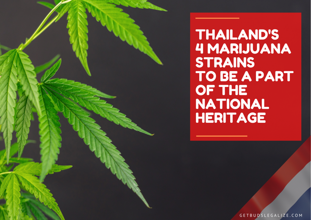 Thailand's 4 marijuana strains to be a part of the National Heritage, cannabis, marijuana, weed, pot, plant, medical